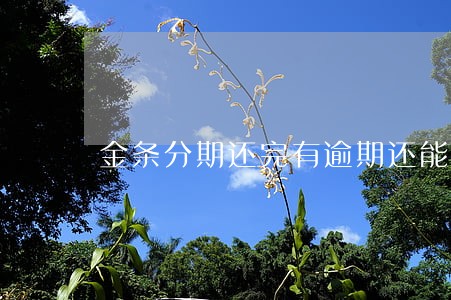 金条分期还完有逾期还能借钱不 金条分期还完有逾期还能借钱不