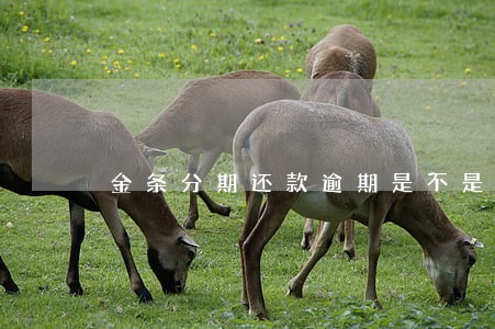 金条分期还款逾期是不是 金条分期还款逾期是不是