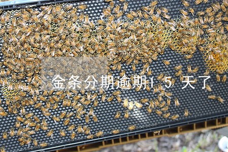金条分期逾期15天了