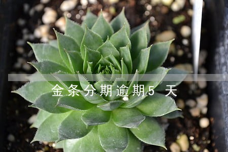 金条分期逾期5天