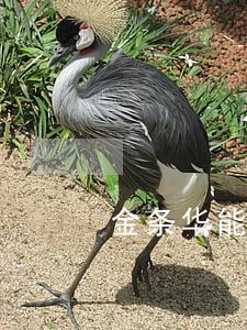 金条华能信托逾期一天 金条华能信托逾期一天