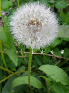 金条哈银逾期一天 金条哈银逾期一天