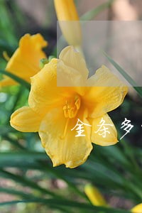 金条多笔逾期同一天严重么 金条多笔逾期同一天严重么