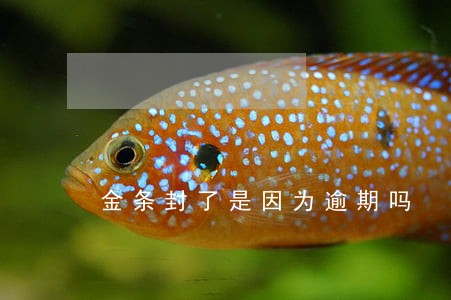 金条封了是因为逾期吗 金条封了是因为逾期吗