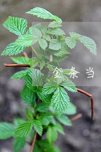 金条当天不还就逾期吗
