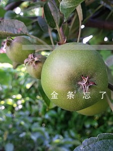 金条忘了还款导致逾期能撤回吗 金条忘了还款导致逾期能撤回吗
