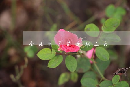 金条忘了还逾期三天 金条忘了还逾期三天