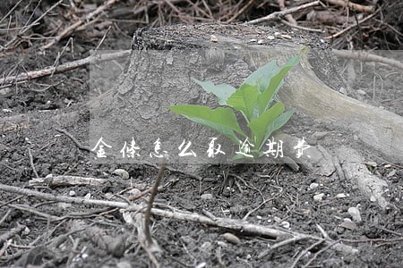 金条怎么取逾期费 金条怎么取逾期费