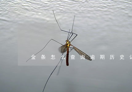 金条怎么查询逾期历史记录 金条怎么查询逾期历史记录