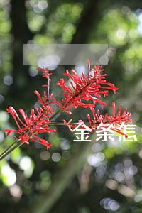 金条怎么看逾期记录多久能消除 金条怎么看逾期记录多久能消除