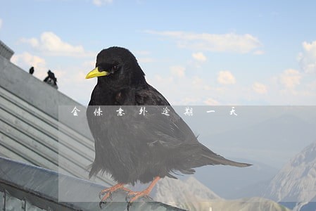 金条意外逾期一天 金条意外逾期一天