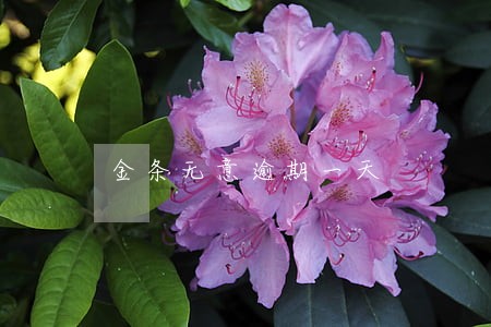 金条无意逾期一天 金条无意逾期一天