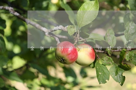 金条有过逾期还可以房贷吗 金条有过逾期还可以房贷吗