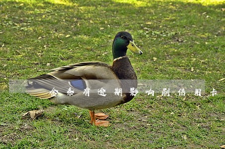 金条有逾期影响刷信用卡吗 金条有逾期影响刷信用卡吗