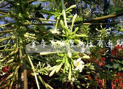 金条有额度却没有逾期 金条有额度却没有逾期