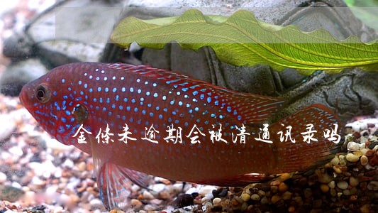 金条未逾期会被清通讯录吗 金条未逾期会被清通讯录吗