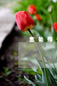 金条没有逾期为什么不能用了