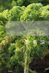 金条没有逾期怎么就关了呢 金条没有逾期怎么就关了呢