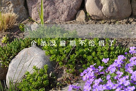 金条没逾期不给借了 金条没逾期不给借了