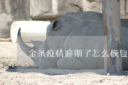 金条疫情逾期了怎么恢复 金条疫情逾期了怎么恢复