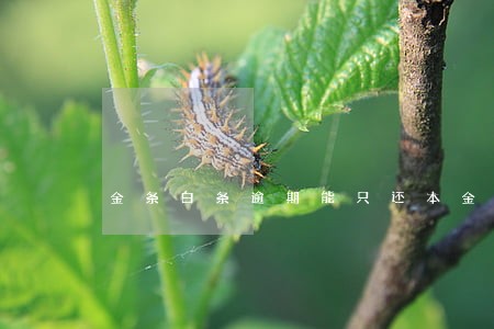 金条白条逾期能只还本金么