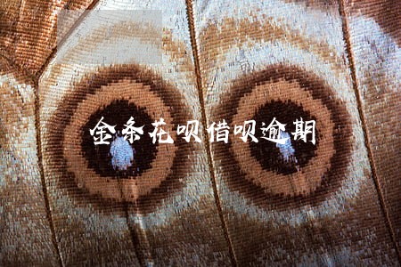 金条花呗借呗逾期