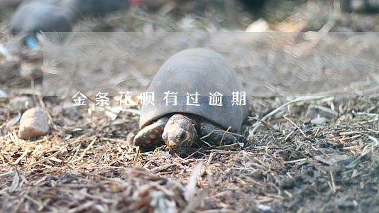 金条花呗有过逾期 金条花呗有过逾期