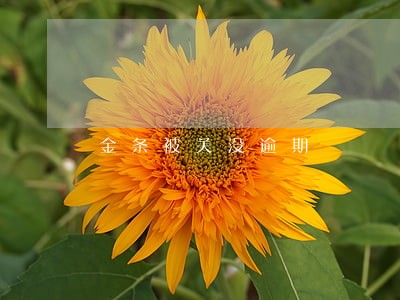 金条被关没逾期 金条被关没逾期