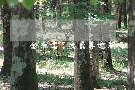 金条过了凌晨算逾期吗 金条过了凌晨算逾期吗