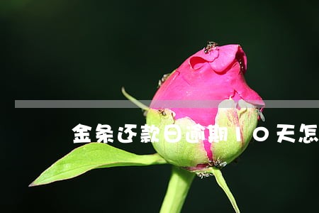 金条还款日逾期10天怎么办 金条还款日逾期10天怎么办