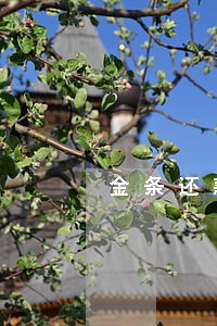 金条还款逾期2小时 金条还款逾期2小时
