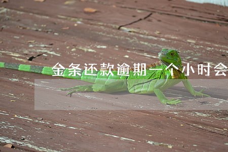 金条还款逾期一个小时会上征信吗 金条还款逾期一个小时会上征信吗