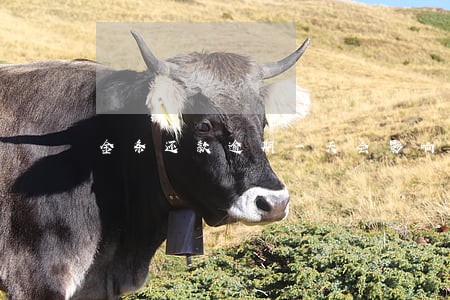 金条还款逾期一天会影响征信吗