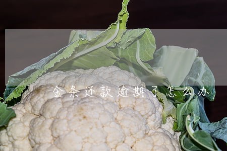 金条还款逾期了怎么办 金条还款逾期了怎么办