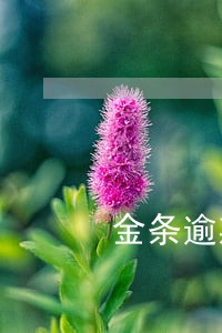 金条逾期10 金条逾期10