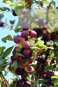 金条逾期1000会怎么催收 金条逾期1000会怎么催收