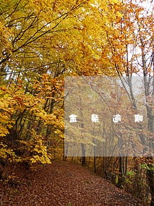 金条逾期10天 金条逾期10天