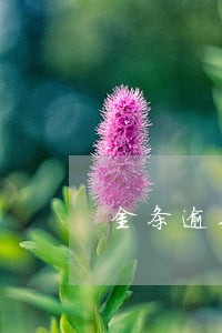 金条逾期10天严重吗 金条逾期10天严重吗