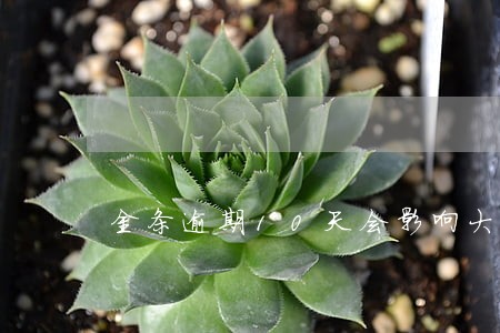 金条逾期10天会影响大吗 金条逾期10天会影响大吗