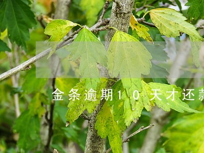 金条逾期10天才还款会怎么样 金条逾期10天才还款会怎么样