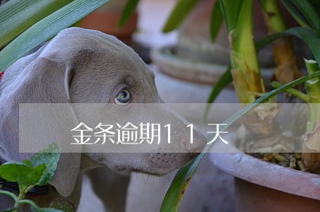 金条逾期11天 金条逾期11天