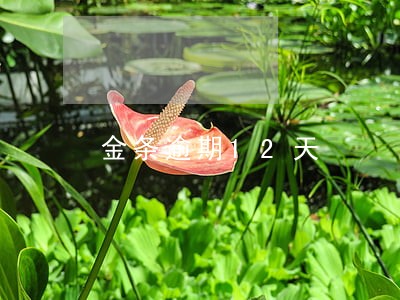 金条逾期12天 金条逾期12天