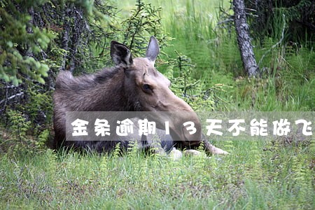 金条逾期13天不能做飞机了吗 金条逾期13天不能做飞机了吗