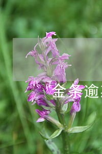 金条逾期15天会有影响吗