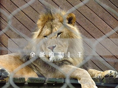 金条逾期1千 金条逾期1千
