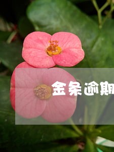 金条逾期1天信用卡降额