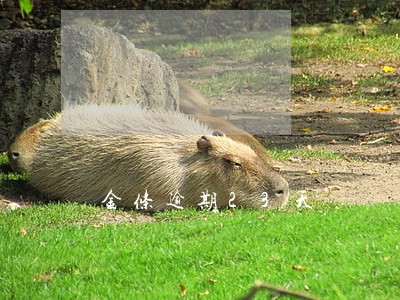 金条逾期23天 金条逾期23天