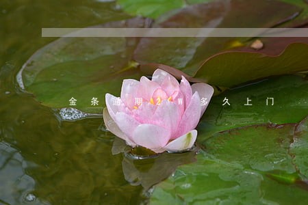 金条逾期2W多久上门 金条逾期2W多久上门