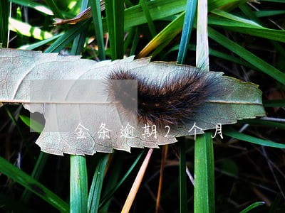 金条逾期2个月 金条逾期2个月