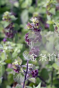 金条逾期2个月要多少违约金 金条逾期2个月要多少违约金